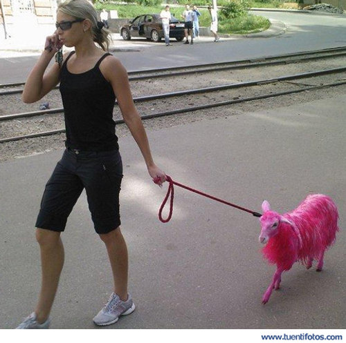 Animales de El Perro Oveja