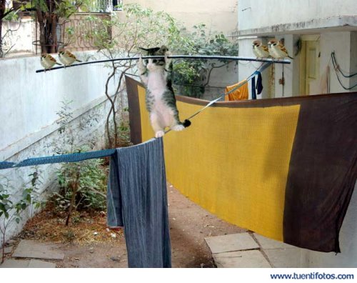 Animales de Gato Equilibrista