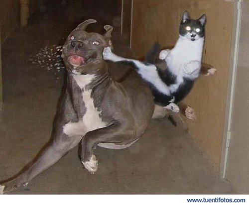 Animales de Gato Kunfu Dando Patada Voladora