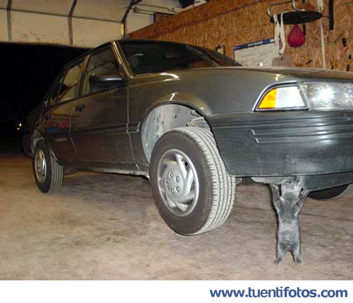 Bromas de Gato Más Fuerte Del Mundo