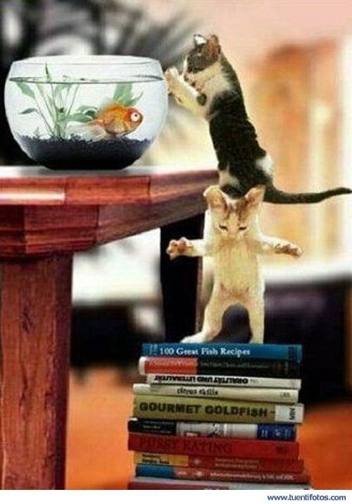 Animales de Gatos de Caza