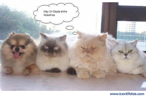 Animales de Hay Un Espía Entre Nosotros