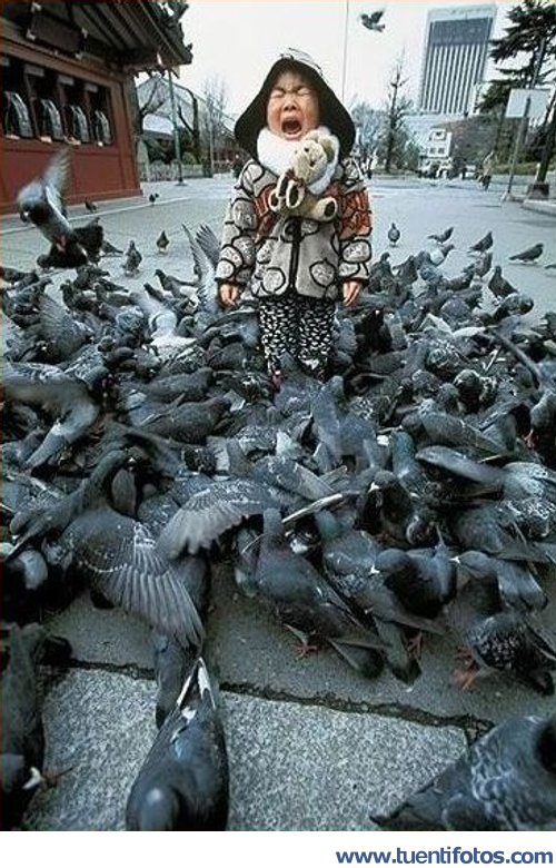 Animales de No Les Des De Comer A Las Palomas