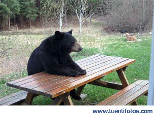 Animales de Oso Esperando Comida