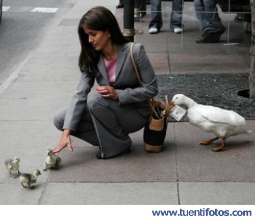 Animales de Patos Ladrones