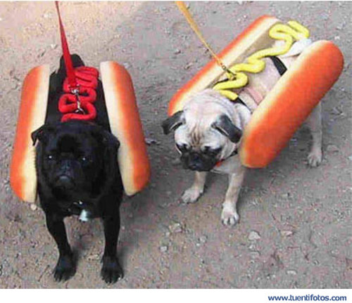 Bromas de Perritos Calientes