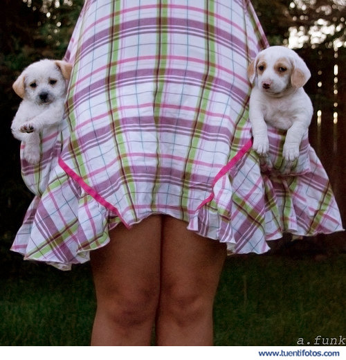 Animales de Perritos en Bandolera