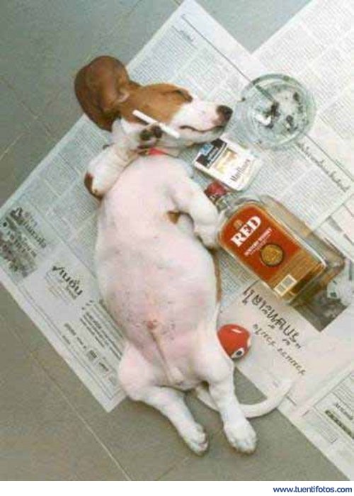 Animales de Perro Drogradicto