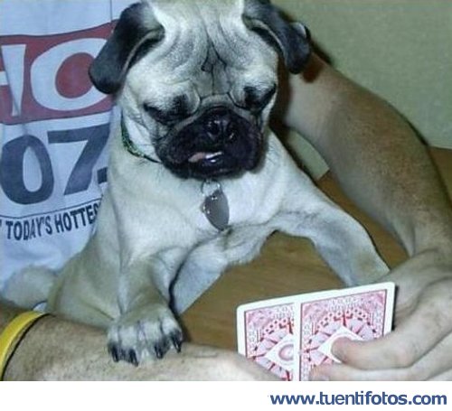 Animales de Perro Jugando A Las Cartas