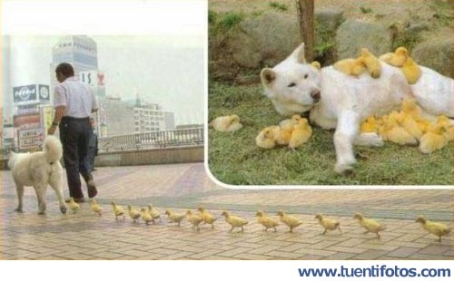 Animales de Perro Mama Pato