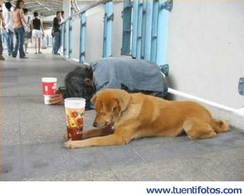 Animales de Perro Mendigo