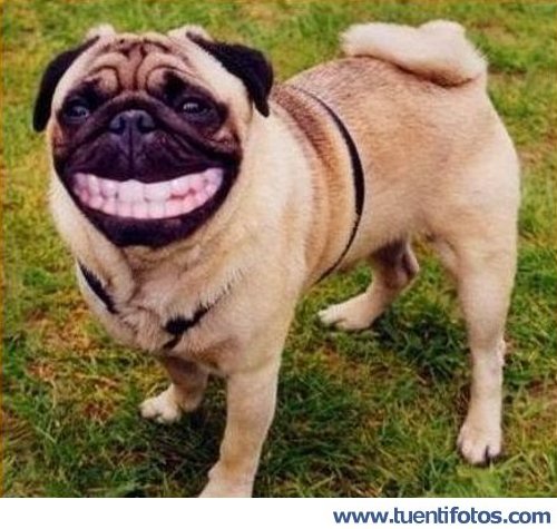 Animales de Perro Risitas