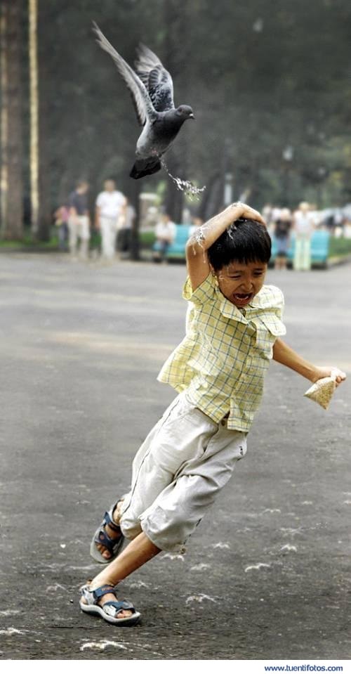 Curiosidades de Pillado por la Paloma