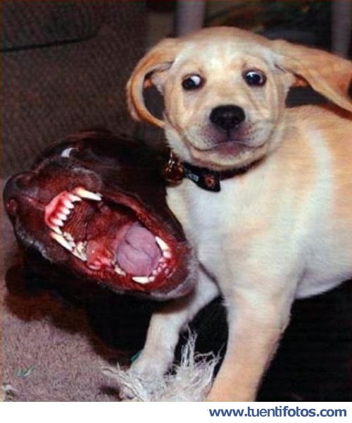 Animales de Que Me Muerde