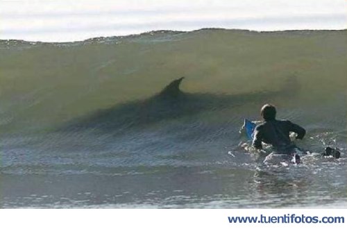 Animales de Surf Con Tiburones