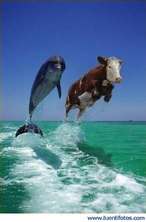 Vaca Y Delfín