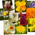 Miniatura de Collage De Flores