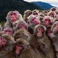 Miniatura de Grupo De Monos