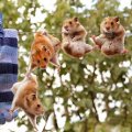 Miniatura de Hamsters Colgando