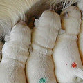 Miniatura de Perritos Mamando