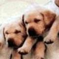 Miniatura de Perros Colgando