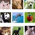 Miniatura de Todos Tenemos Amigos Animales
