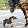 Miniatura de Caballo Bebe