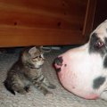 Miniatura de Gatito Y Perro
