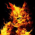 Miniatura de Gato De Fuego