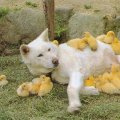 Miniatura de Perra Mama De Patitos