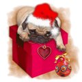 Miniatura de Perrito Encima De Regalo