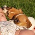 Miniatura de Perros Guardianes