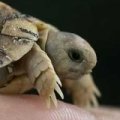 Miniatura de Tortuga Bebe