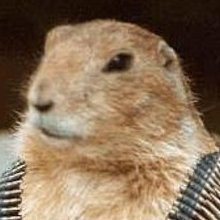 Miniatura de Hamster Guerrero