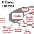 Miniatura de Otro Cerebro Femenino