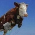 Miniatura de Vaca Y Delfín