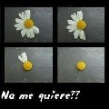 Miniatura de ¿Me Quiere o No Me Quiere?