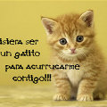 Miniatura de Quisiera Ser Un Gatito