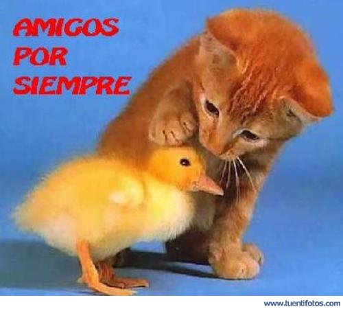 Amigos Por Siempre