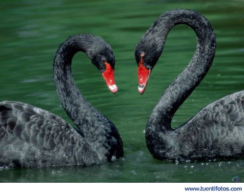 Amor de Corazón Gansos