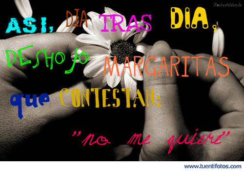 Desamor de Deshojo las margaritas