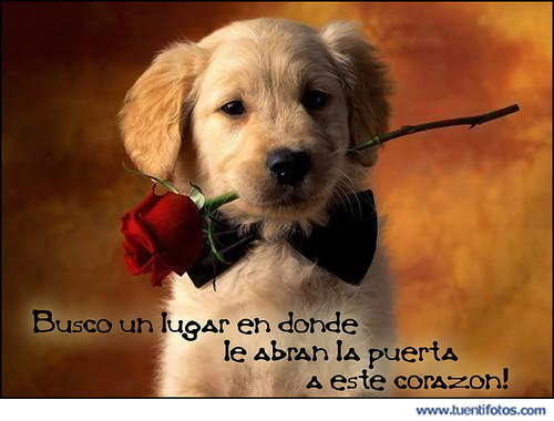 Frases de La Puerta A Este Corazón