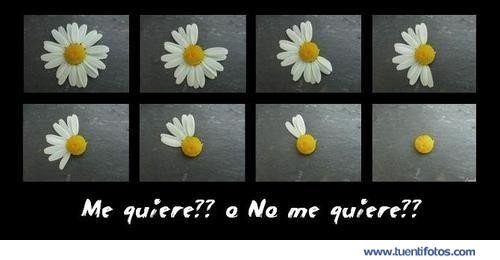 Frases de ¿Me Quiere o No Me Quiere?