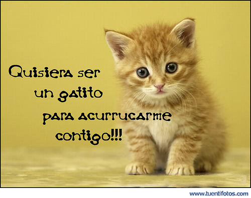 Quisiera Ser Un Gatito